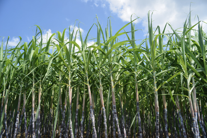 Sugar Cane Plants In Field